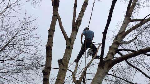 Ashbooke tree services and landscape gardeners photo